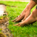 Choosing the Perfect Grass for Your Lawn: A Comprehensive Guide