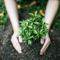 Incorporating Native Plants into Your Garden: A Practical Guide