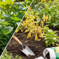 Essential Tips for Avoiding Common Gardening Mistakes