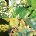 Identifying and Managing Common Garden Pests: A Practical Guide