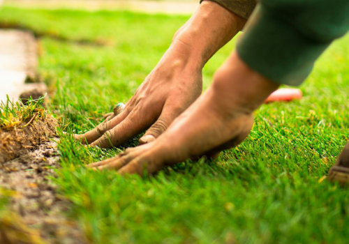 Choosing the Perfect Grass for Your Lawn: A Comprehensive Guide