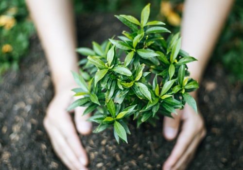 Incorporating Native Plants into Your Garden: A Practical Guide