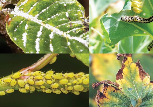 Identifying and Managing Common Garden Pests: A Practical Guide