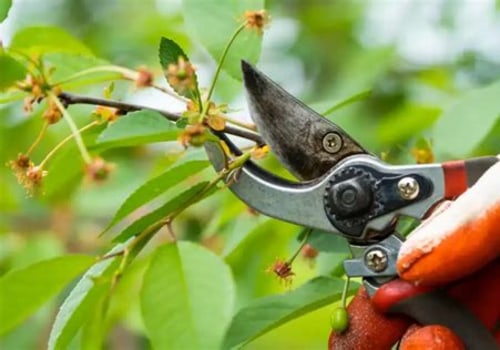 Essential Tips for Pruning Trees and Shrubs in Your Garden